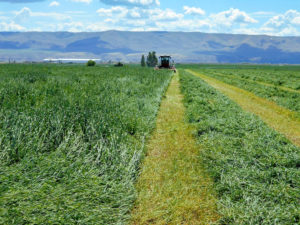 Agri-pac-timothy-premium-quality-hay-swath