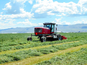 Agri-pac-timothy-premium-quality-hay-swath